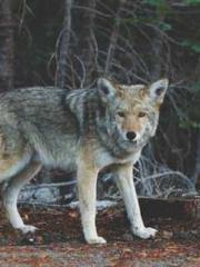 Falling for You: The