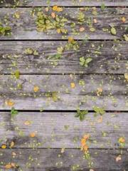 Reborn in the Apocal