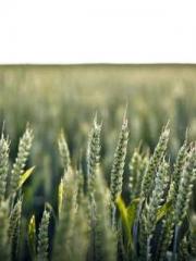 Rong Zhao, male, Nin