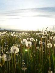 The Generalapos;s Hu