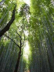 lt;Honor calls for N