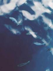 Fu Zi Mo Qin Luo Yan