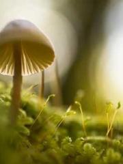 The Return of the Go