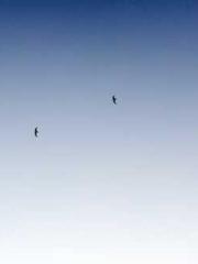 Becoming a solitary 