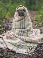 The Favorite Concubi