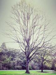 lt;Heavenly Fire Dyn