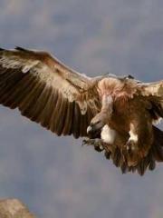 My husband is the Ki