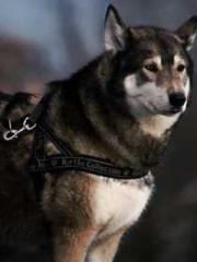 Spring fills Beijing