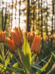 Reborn in 1989: Crea