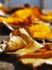 Mr. Gu, your wife is