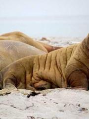 Super husband Lin Xi